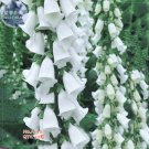 Fresh White Foxglove Digitalis purpurea Flower Seeds 50 Seeds original pack root