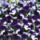 Fresh Pansy Dark Blue White Petals Flower Seeds 30 Seeds