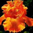 Fresh 100PCS Iris Tectorum Seeds Golden Yellow Flowers