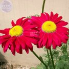 Fresh Pyrethrum Chamomile White Flowers Seeds 100 Seeds mozzie buster