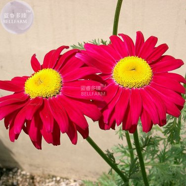 Fresh Pyrethrum Chamomile White Flowers Seeds 100 Seeds mozzie buster