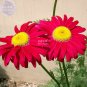 Fresh Pyrethrum Chamomile White Flowers Seeds 100 Seeds mozzie buster