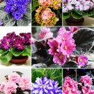 Fresh African Violet Mixed Seeds