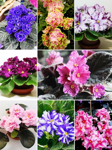 Fresh African Violet Mixed Seeds