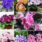 Fresh African Violet Mixed Seeds
