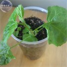 Fresh Luo Han Guo Siraitia Grosvenorii Seeds 30 seeds Chinese fruits healthy