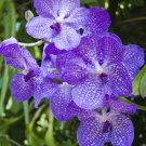 Fresh Rare Blue Vanda Orchids Seeds