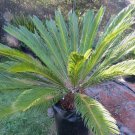 Fresh Cycas Revoluta Seeds