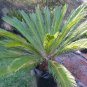 Fresh Cycas Revoluta Seeds