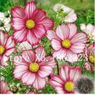 Fresh Cosmos Chocolate Red White Seeds