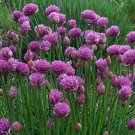 Fresh Chive Plant Allium schoenoprasum Seeds