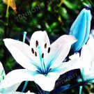 Fresh Lily Bulb Rare