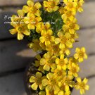 Fresh Oxalis Seeds Yellow Flower with Orange Centre