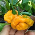 Fresh Scotch Bonnet Red (Yellow) Pepper Vegetable Seeds 15 seeds right chili edible