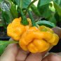 Fresh Scotch Bonnet Red (Yellow) Pepper Vegetable Seeds 15 seeds right chili edible