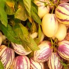 Fresh Pepino Dulce Seeds