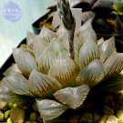Fresh Haworthia Obtusa Black Succulent s Seeds 5 seeds lovely new succulent s seeds