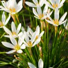 Fresh White Rain Flower Seeds