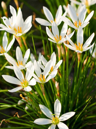 Fresh White Rain Flower Seeds