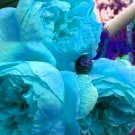 Fresh Peony Double Sky Blue Flowers Seeds