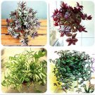 Fresh Zebrina pendula Schnizl Seeds Mixed