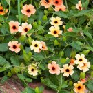 Fresh Thunbergia Alata Seeds