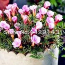 Fresh Oxalis Versicolor Flowers Seeds Purple Light Pink Flowers