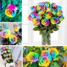 Fresh Rare Holland Rainbow Rose Seeds