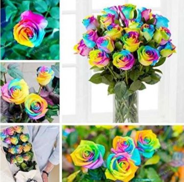 Fresh Rare Holland Rainbow Rose Seeds