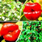 Fresh Psychotria Elata Flower of Lips Seeds