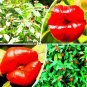 Fresh Psychotria Elata Flower of Lips Seeds