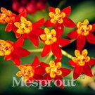 Fresh Asclepias curassavica Butterfly Flower Scarlet Milkweed Bloodflower Silkweed Seeds