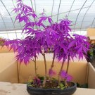 Fresh Purple Ghost Japanese Maple Tree Seeds 20 eeds nice