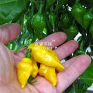 Fresh Chili Habanero Lemon Hot Pepper Seeds 15 seeds yellow vegetables