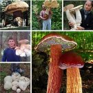 Fresh Gaint Mushrooms Seeds
