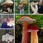 Fresh Gaint Mushrooms Seeds