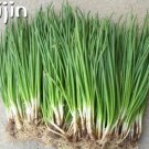 Fresh Small Green Onion Seed Organic Heirloom Seeds