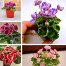 Fresh Mixed Color Mini Violet Plantas African Violet Seeds