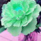 Fresh Peony Seeds Light Green Double Flowers