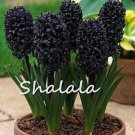 Fresh Hyacinth Seeds Black