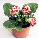 Fresh Gloxinia Flower Seeds. White Red Bi color Flowers