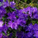 Fresh Azalea Rhododendron simsii Seeds 10 Seeds