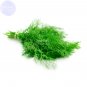 Fresh Dill (Anethum graveolens) Seeds 30 seeds annual spiceflavouring food