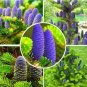Fresh Abies Seeds Korean Fir