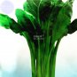 Fresh Beta Vulgaris Beets Green Vegetable Seeds 5 packs 50 Seeds sea kale beet chard