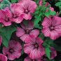 Fresh Lavatera arborea Tree Mallow Flower Seeds 30 seeds ornamental big flowers