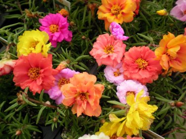 Fresh Portulaca Grandiflora Mixed Colorful Moss Rose Flower 200 seeds double petals