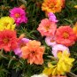 Fresh Portulaca Grandiflora Mixed Colorful Moss Rose Flower 200 seeds double petals