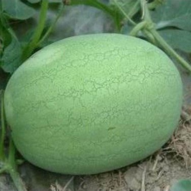 Fresh Watermelon Light Green Stripe Red Fruit 6 seeds long big oval juicy water melon