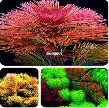 Fresh 1000 Aquarium Seeds Aquatic Particle Aquarium Decoration Pine Tree